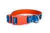 Buckle Dog Collar in Hal