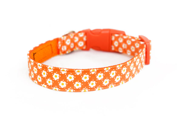 Buckle Dog Collar in Lucy