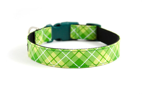 Buckle Dog Collar in Quigley (green)