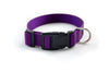 Buckle Dog Collar in Jessica
