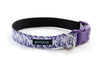 Buckle Dog Collar in Lovey