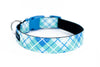 Buckle Dog Collar in Quigley (blue)